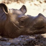 Fotogalerie: Die seltensten Arten der Erde - Bild 12