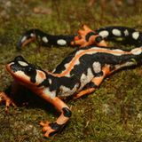 Fotogalerie: Die seltensten Arten der Erde - Bild 13