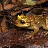 Fotogalerie: Die seltensten Arten der Erde - Bild 16