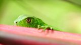 Leguan