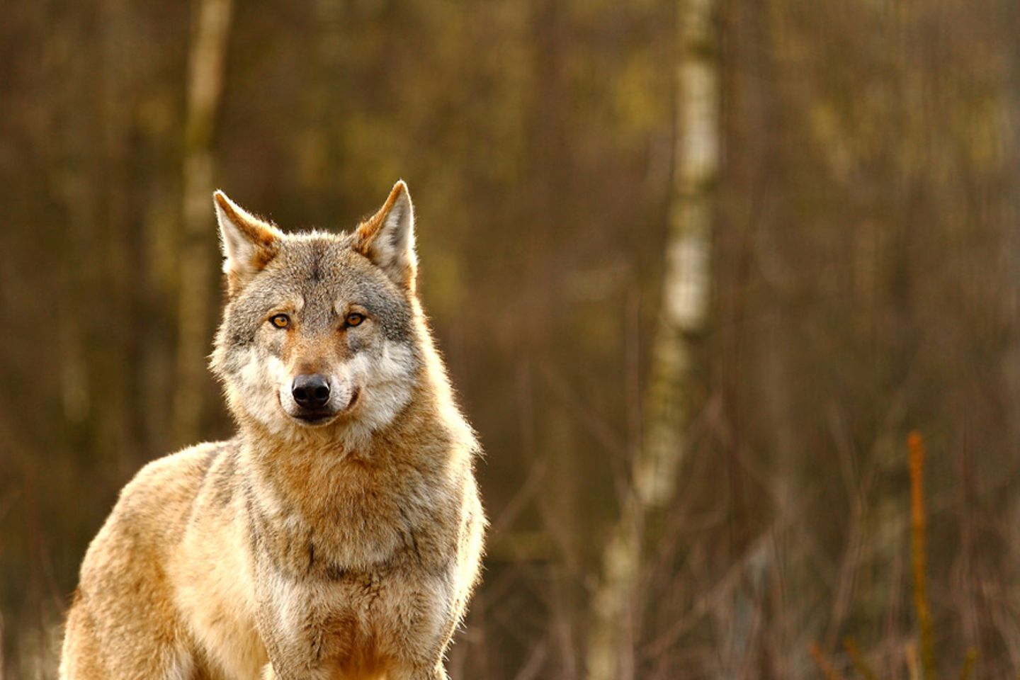 Wolf