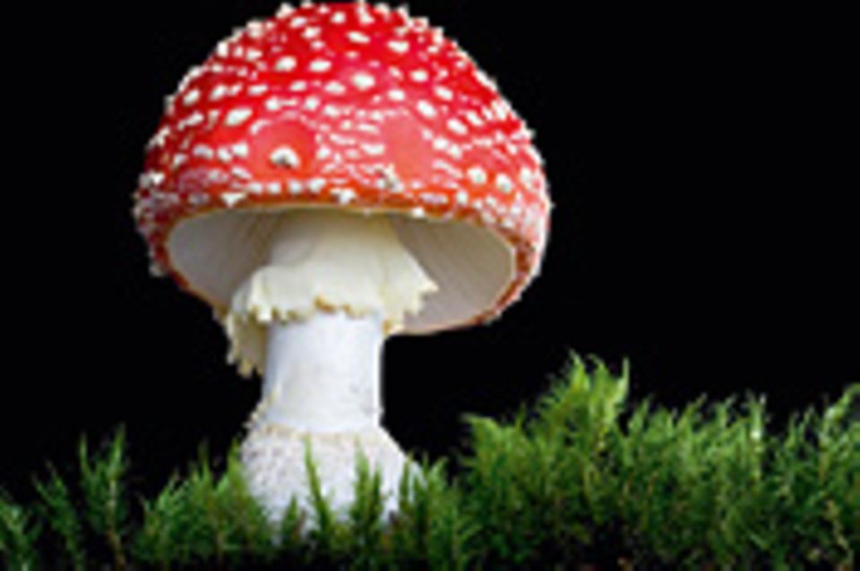 Fotogalerie: Die wundersame Welt der Pilze