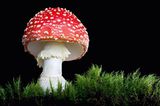 Fotogalerie: Die wundersame Welt der Pilze