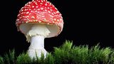 Fotogalerie: Die wundersame Welt der Pilze