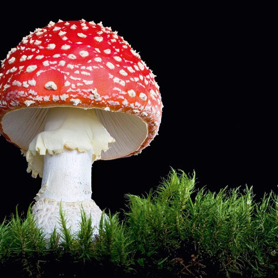 Fotogalerie: Die wundersame Welt der Pilze