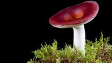 Fotogalerie: Die wundersame Welt der Pilze - Bild 2