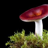 Fotogalerie: Die wundersame Welt der Pilze - Bild 2