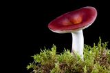 Fotogalerie: Die wundersame Welt der Pilze - Bild 2