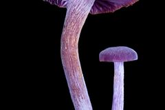 Fotogalerie: Die wundersame Welt der Pilze - Bild 3