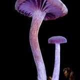 Fotogalerie: Die wundersame Welt der Pilze - Bild 3