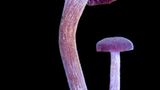 Fotogalerie: Die wundersame Welt der Pilze - Bild 3