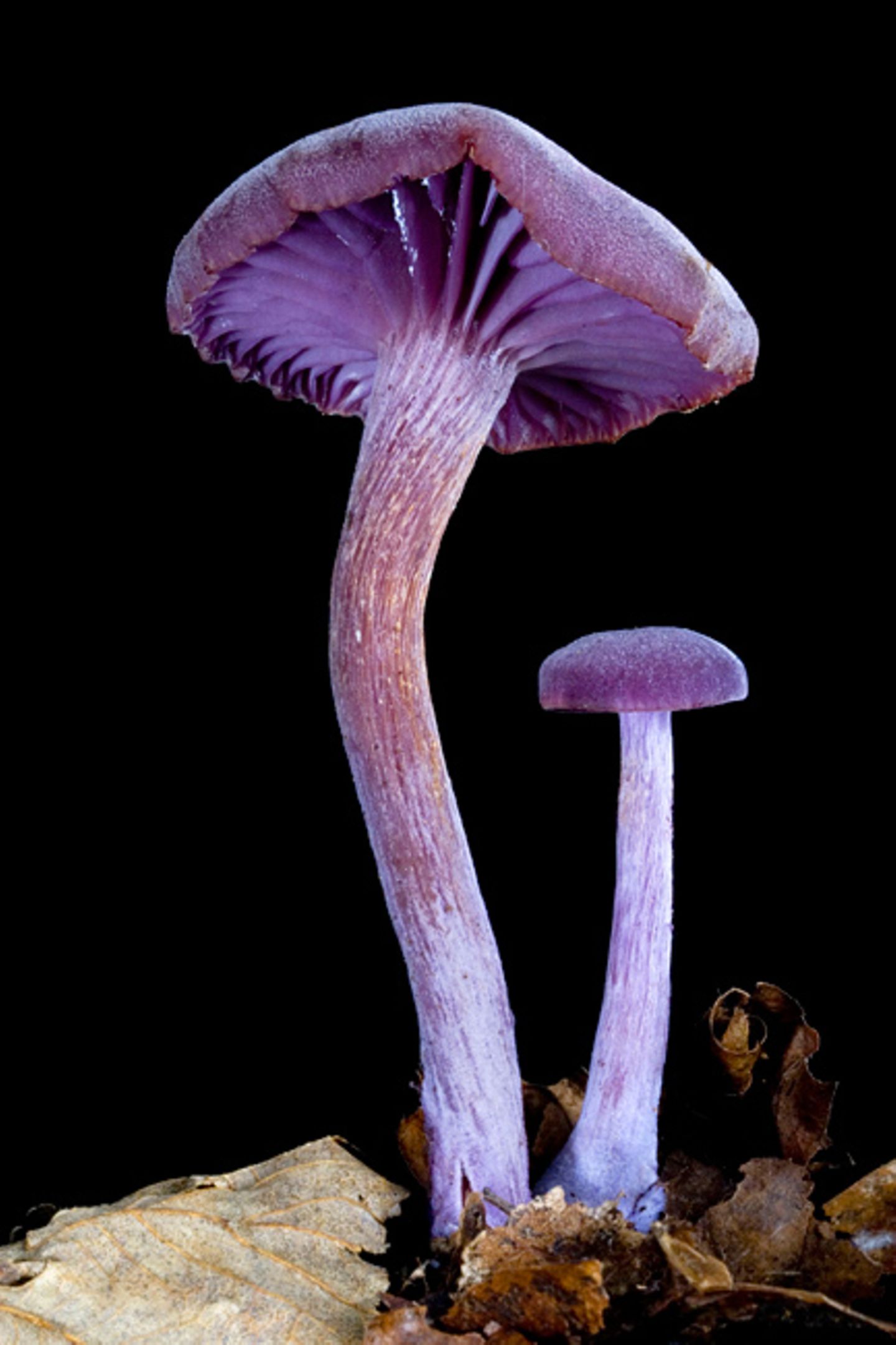 Fotogalerie: Die wundersame Welt der Pilze - Bild 3