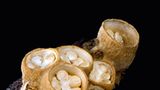 Fotogalerie: Die wundersame Welt der Pilze - Bild 4