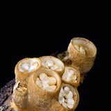 Fotogalerie: Die wundersame Welt der Pilze - Bild 4