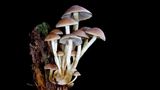 Fotogalerie: Die wundersame Welt der Pilze - Bild 5