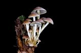 Fotogalerie: Die wundersame Welt der Pilze - Bild 5
