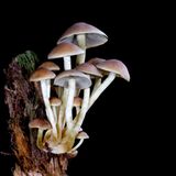 Fotogalerie: Die wundersame Welt der Pilze - Bild 5