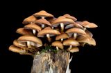 Fotogalerie: Die wundersame Welt der Pilze - Bild 6