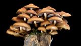 Fotogalerie: Die wundersame Welt der Pilze - Bild 6