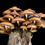 Fotogalerie: Die wundersame Welt der Pilze - Bild 6