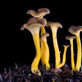 Fotogalerie: Die wundersame Welt der Pilze - Bild 7