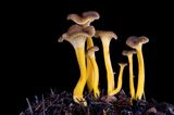 Fotogalerie: Die wundersame Welt der Pilze - Bild 7