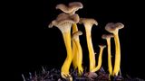 Fotogalerie: Die wundersame Welt der Pilze - Bild 7