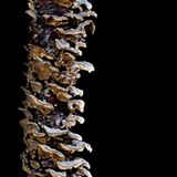 Fotogalerie: Die wundersame Welt der Pilze - Bild 8