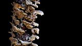 Fotogalerie: Die wundersame Welt der Pilze - Bild 8