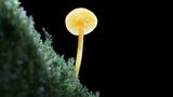 Fotogalerie: Die wundersame Welt der Pilze - Bild 9