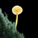 Fotogalerie: Die wundersame Welt der Pilze - Bild 9