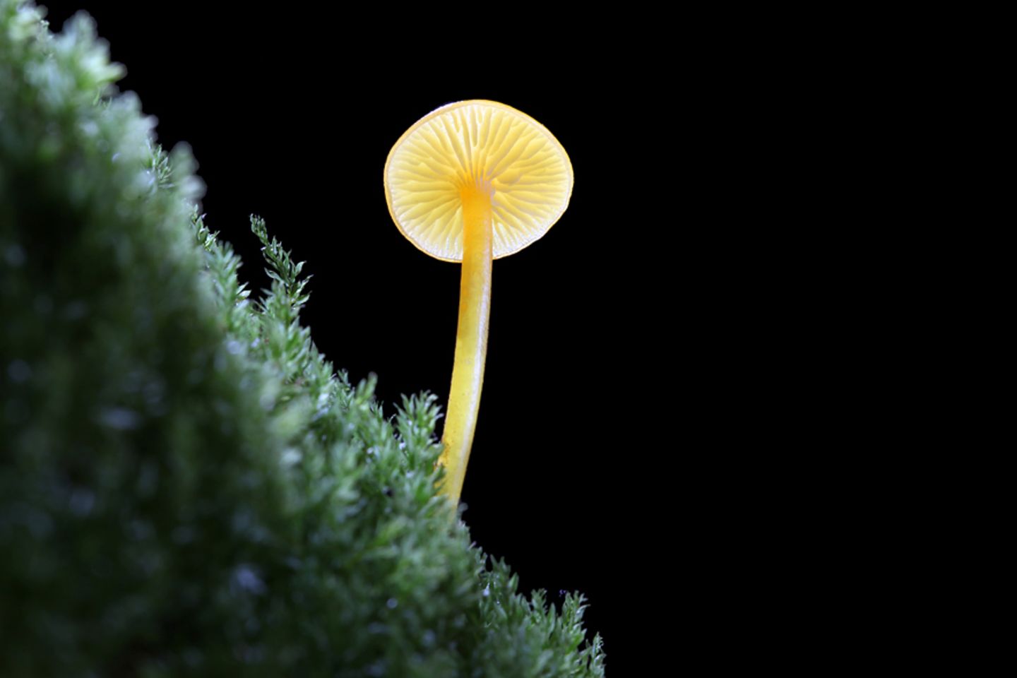 Fotogalerie: Die wundersame Welt der Pilze - Bild 9