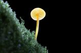 Fotogalerie: Die wundersame Welt der Pilze - Bild 9