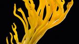 Fotogalerie: Die wundersame Welt der Pilze - Bild 10