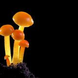 Fotogalerie: Die wundersame Welt der Pilze - Bild 11