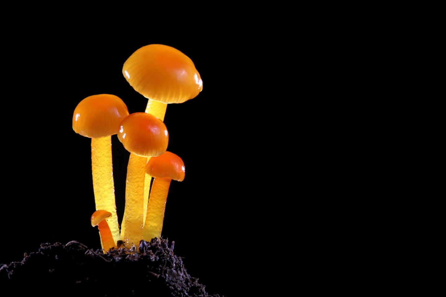 Fotogalerie: Die wundersame Welt der Pilze - Bild 11