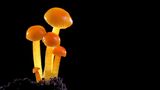 Fotogalerie: Die wundersame Welt der Pilze - Bild 11
