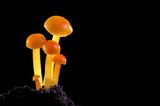 Fotogalerie: Die wundersame Welt der Pilze - Bild 11