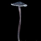 Fotogalerie: Die wundersame Welt der Pilze - Bild 12