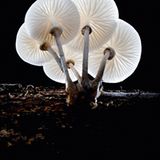 Fotogalerie: Die wundersame Welt der Pilze - Bild 13