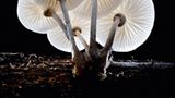 Fotogalerie: Die wundersame Welt der Pilze - Bild 13