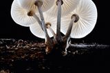 Fotogalerie: Die wundersame Welt der Pilze - Bild 13