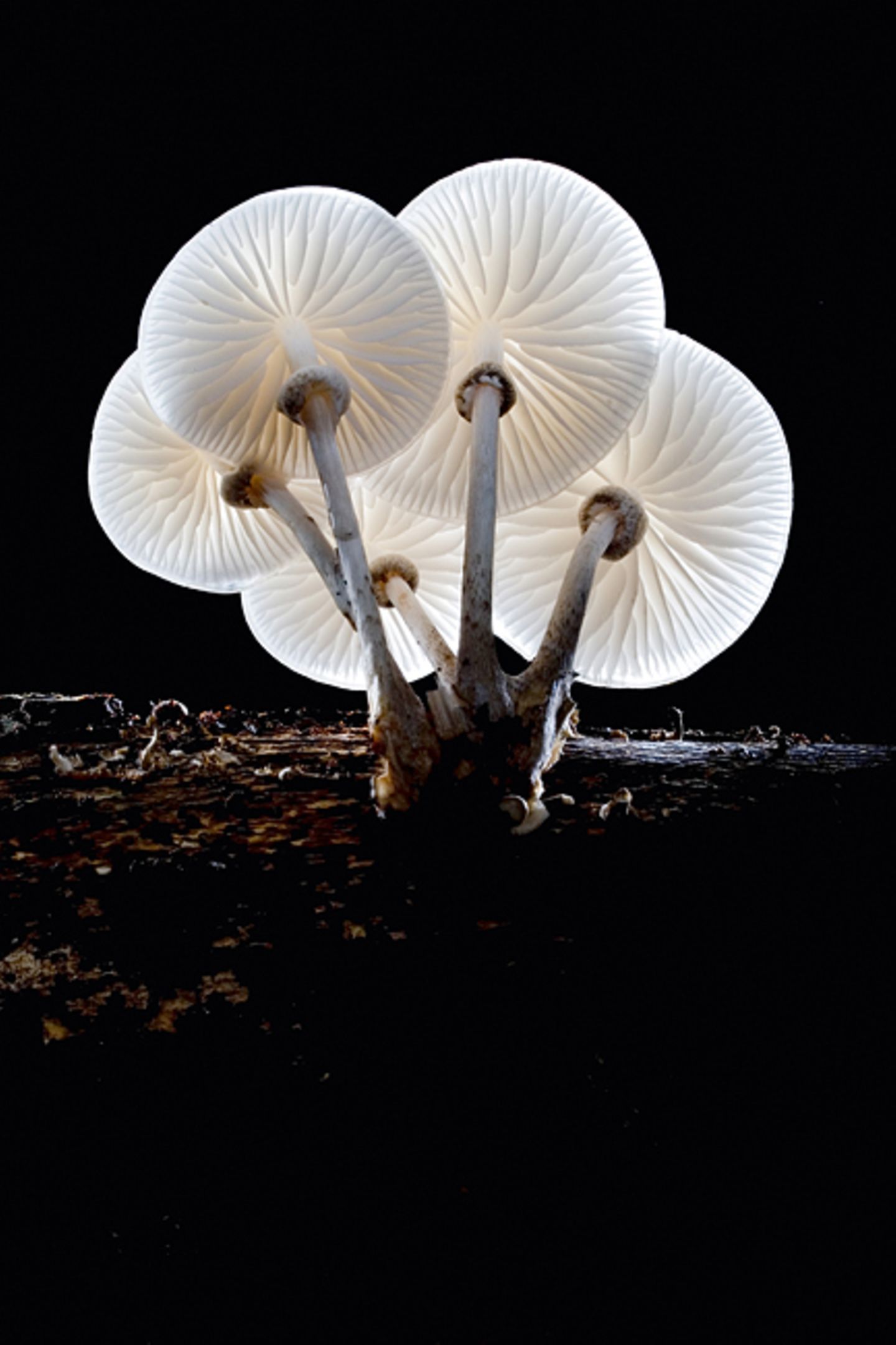 Fotogalerie: Die wundersame Welt der Pilze - Bild 13