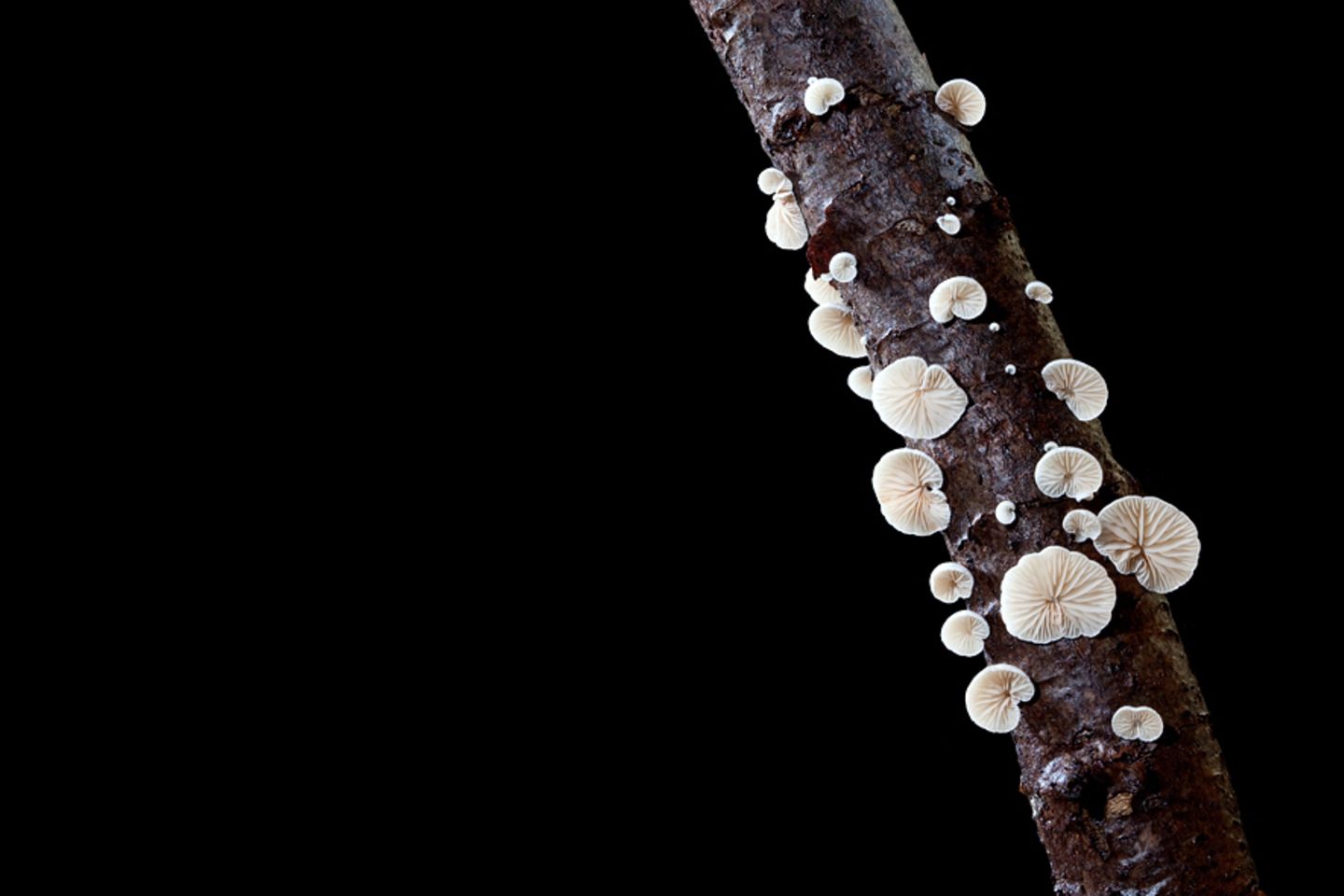 Fotogalerie: Die wundersame Welt der Pilze - Bild 14