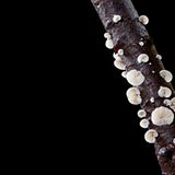 Fotogalerie: Die wundersame Welt der Pilze - Bild 14