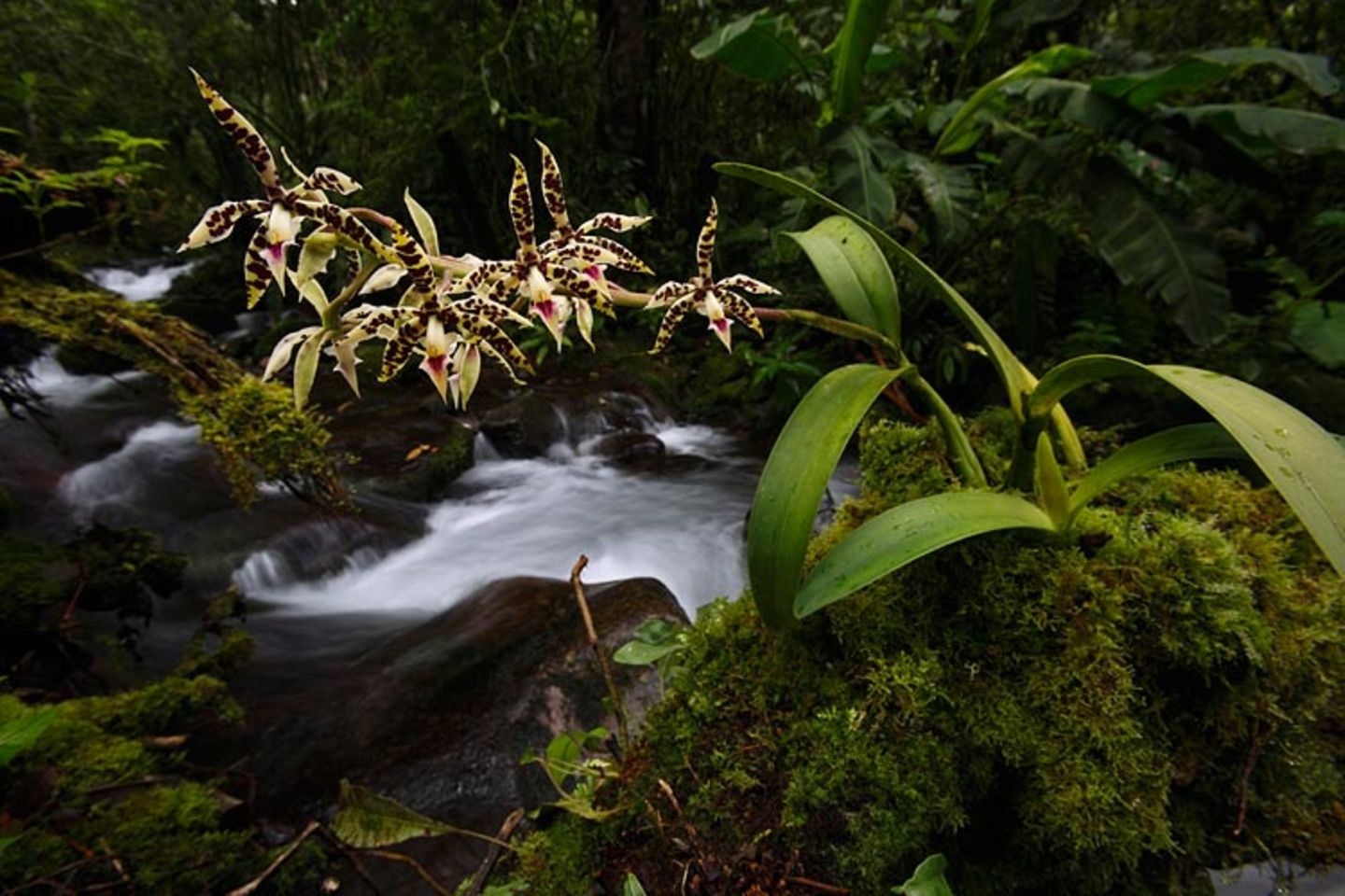 Noch mehr Orchideen... - Bild 2