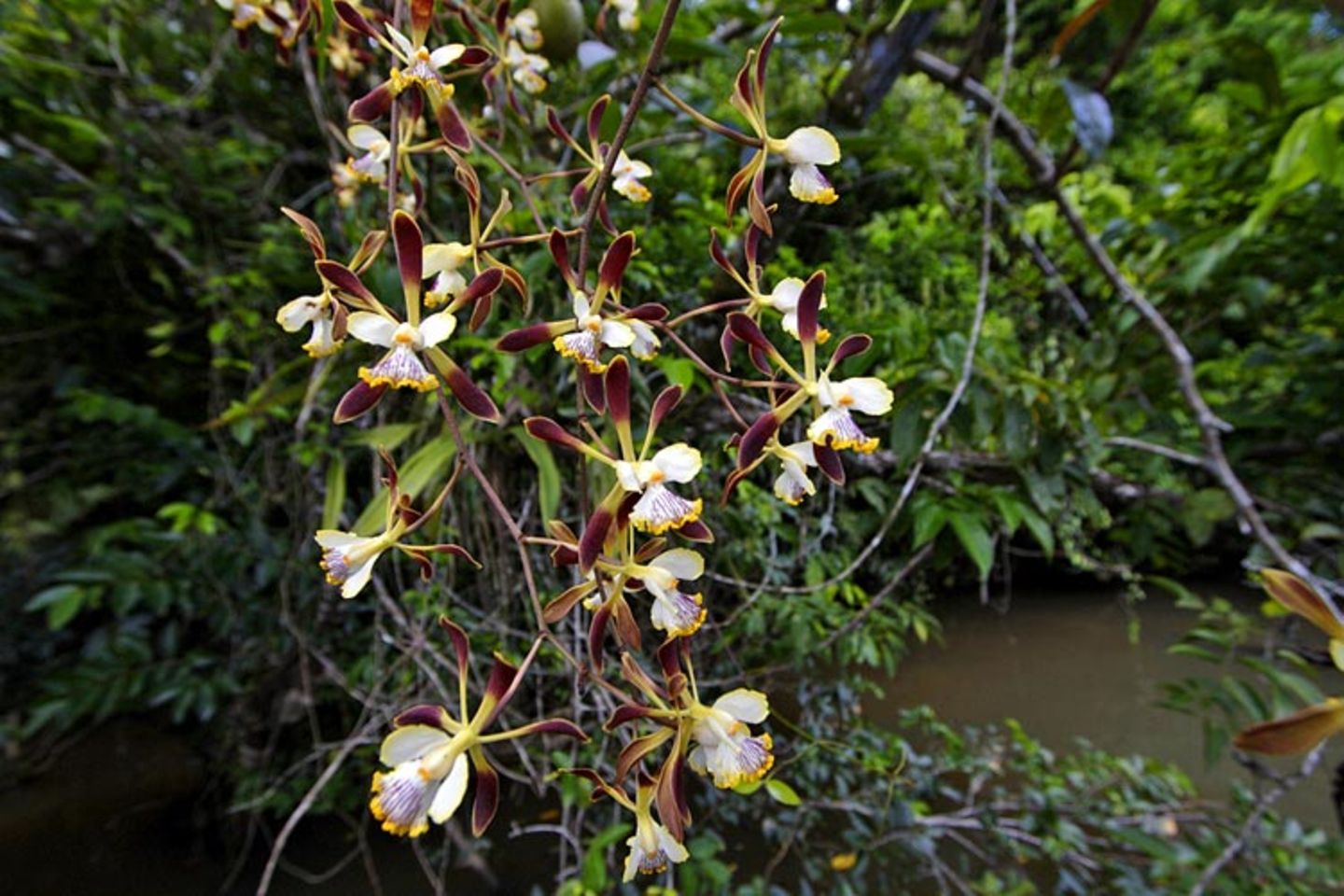 Noch mehr Orchideen... - Bild 3