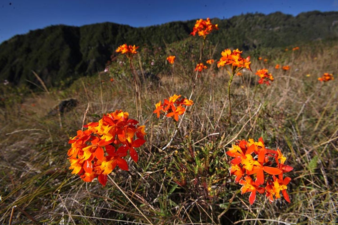 Noch mehr Orchideen... - Bild 4