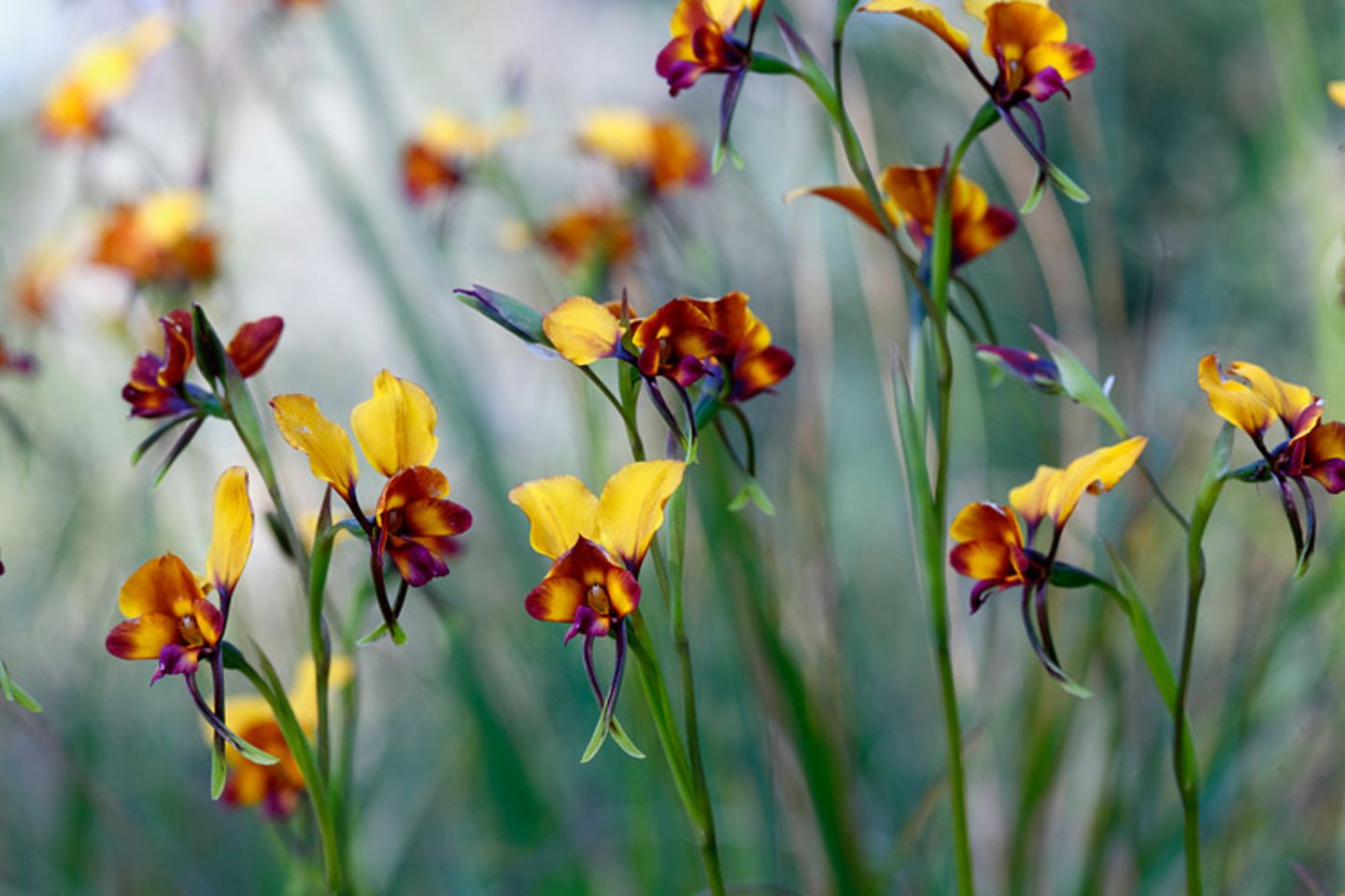 Noch mehr Orchideen... - Bild 6