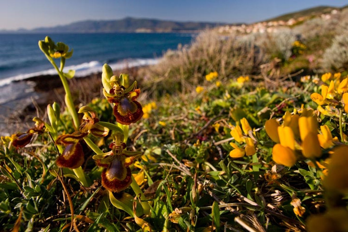 Noch mehr Orchideen... - Bild 8